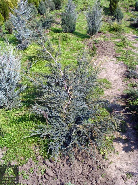 Polegla kleka Juniperus chinensis 'Blue Alps'